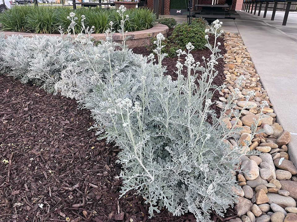 dusty miller starting blooms_AllenOwings.jpg thumbnail